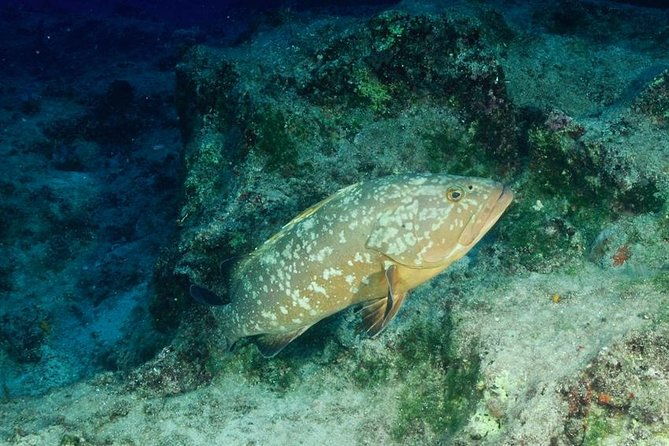 scuba-diving-in-kas-for-certified-divers-incl-all-equipments
