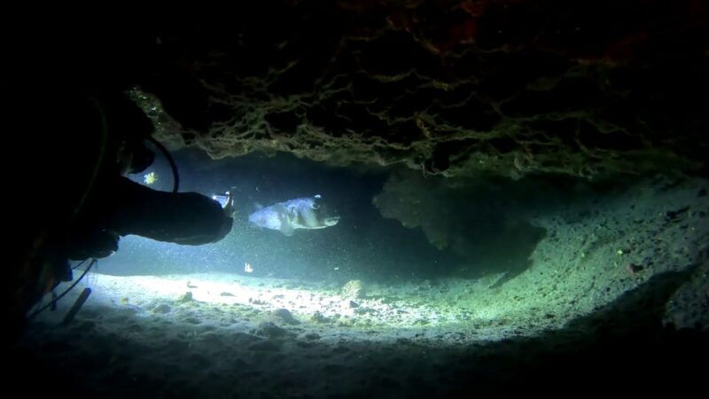 scuba-night-dive-for-certified-divers-in-tenerife