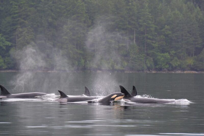 seattle-half-day-wildlife-and-whale-watching-cruise