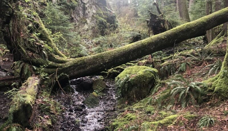 seattle-snoqualmie-falls-and-twin-falls-guided-tour