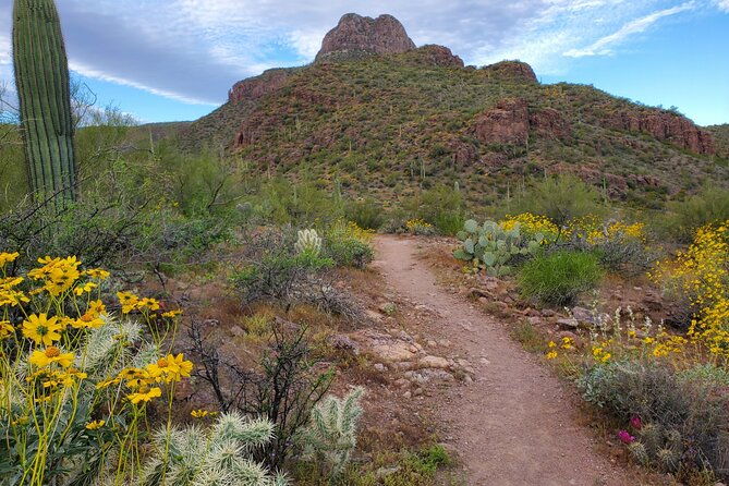 self-guided-driving-audio-tour-of-saguaro-national-park
