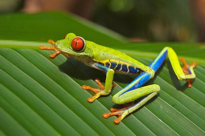 selvatura-park-herpetarium-tour-in-monteverde