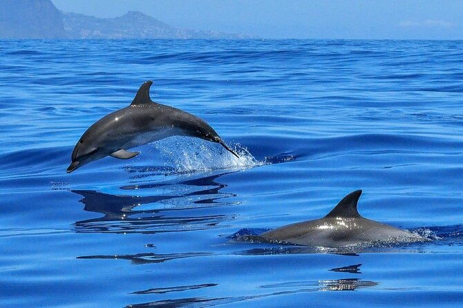 setubal-private-tour-including-dolphin-watching