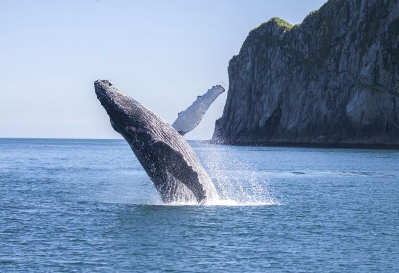 seward-kenai-fjords-national-park-catamaran-cruise-w-lunch