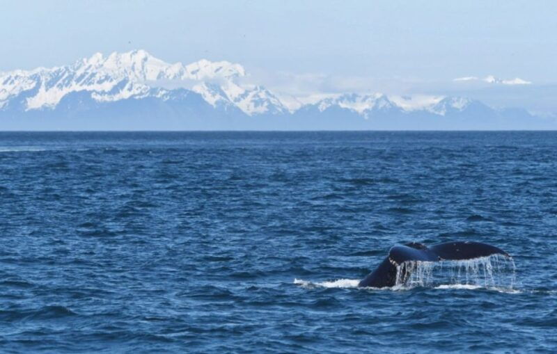 seward-spring-wildlife-guided-cruise