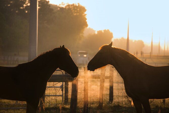 shaded-trails-horse-ride