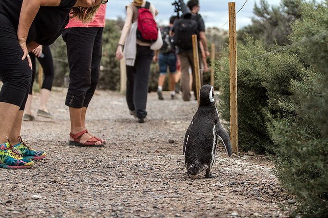 shore-excursion-punta-tombo-penguin-reserve-from-puerto-madryn