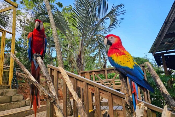 shore-excursion-wildlife-sanctuary-chocolate-tasting-and-snorkel