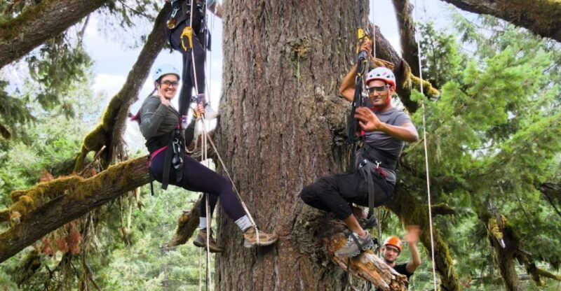 silver-falls-old-growth-tree-climbing-adventure