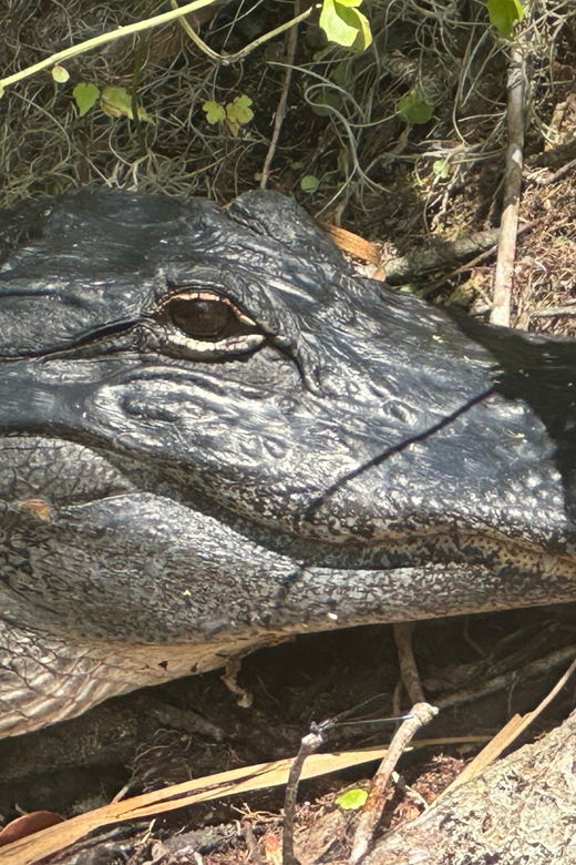 silver-springs-guided-clear-kayak-or-paddleboard-gator-tour
