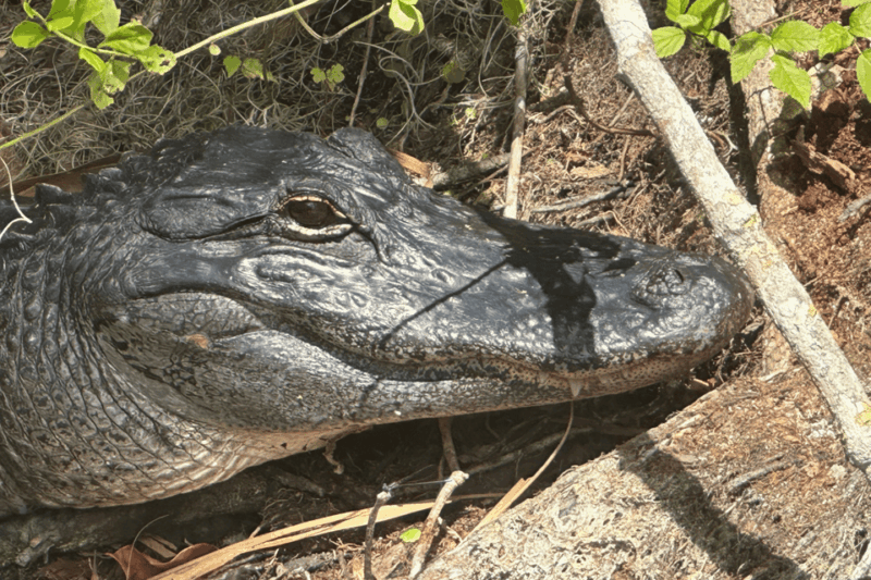 silver-springs-guided-clear-kayak-or-paddleboard-gator-tour