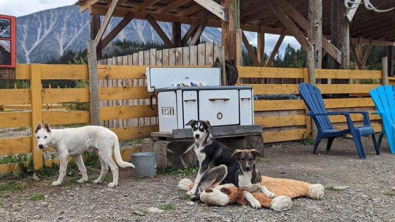skagway-klondike-highway-yukon-bus-tour-with-husky-kennel