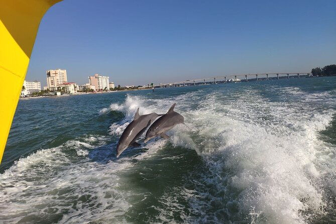 small-group-clearwater-beachdolphin-watch-day-tour-from-orlando