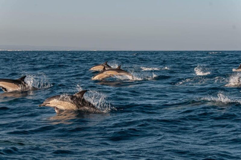small-group-dolphin-marine-wildlife-watching-tour