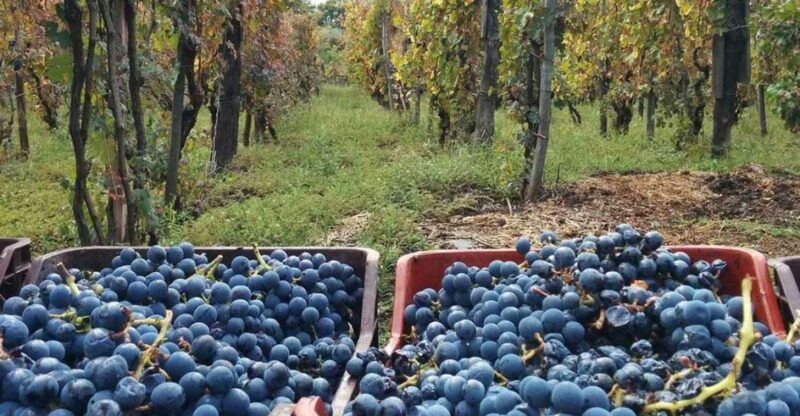 sorrento-family-farm-experience-with-lunch