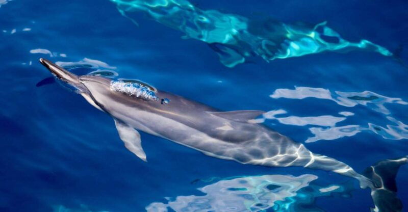 south-maui-lanai-snorkel-dolphin-watch-from-maalaea