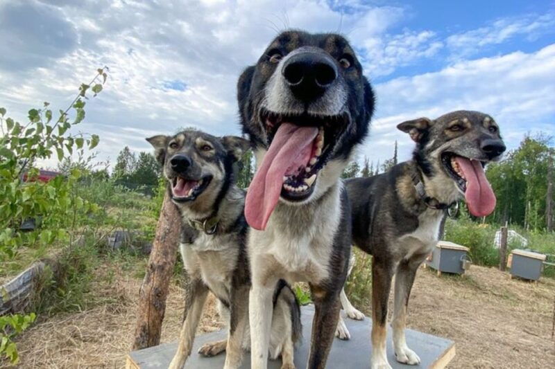 summer-sled-dog-kennel-tour
