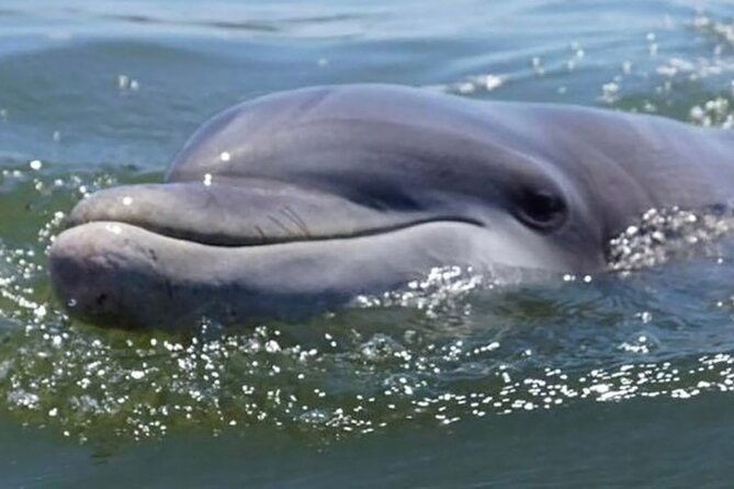 sunrise-dolphin-tour