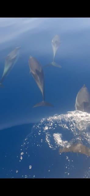sunset-tour-in-search-of-dolphins-with-aperitif