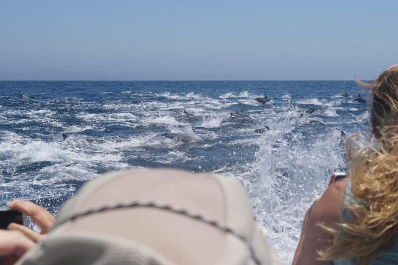 superior-2hr-private-whale-dolphin-watching-newport-beach