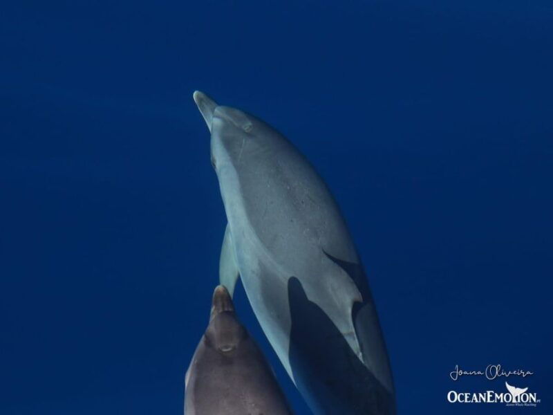 swimming-with-dolphins-in-terceira-island-2