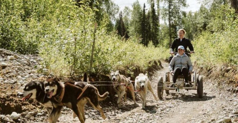 talkeetna-mushing-experience-with-iditarod-champion-dogs