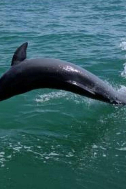 tampa-bay-dolphin-shelling-snorkeling-cruise