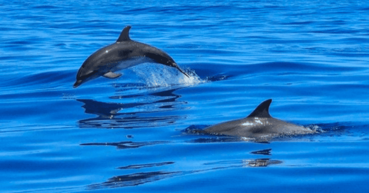 tampa-bay-dolphin-shelling-snorkeling-cruise