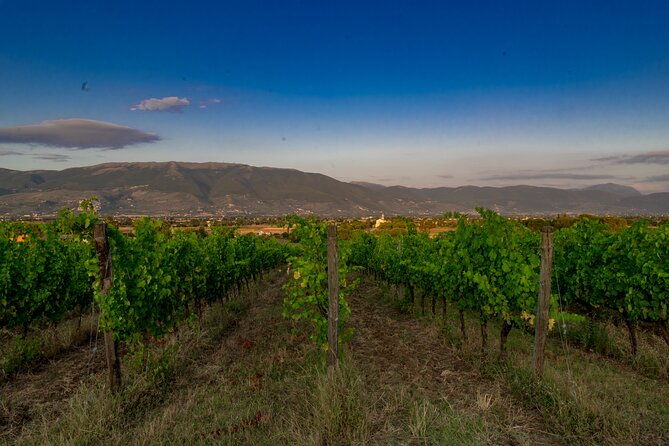 tasting-selection-of-3-wines-in-montefalco