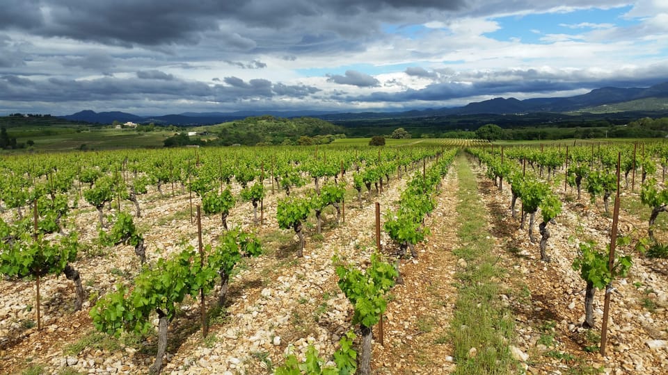 tasting-tour-the-secrets-of-the-vineyard-chateau-capion