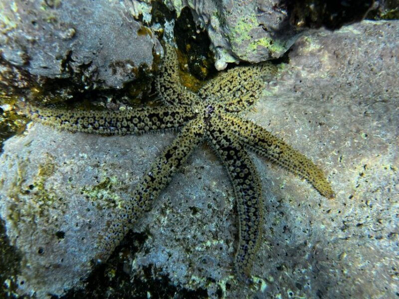 tenerife-diving-license-in-one-day