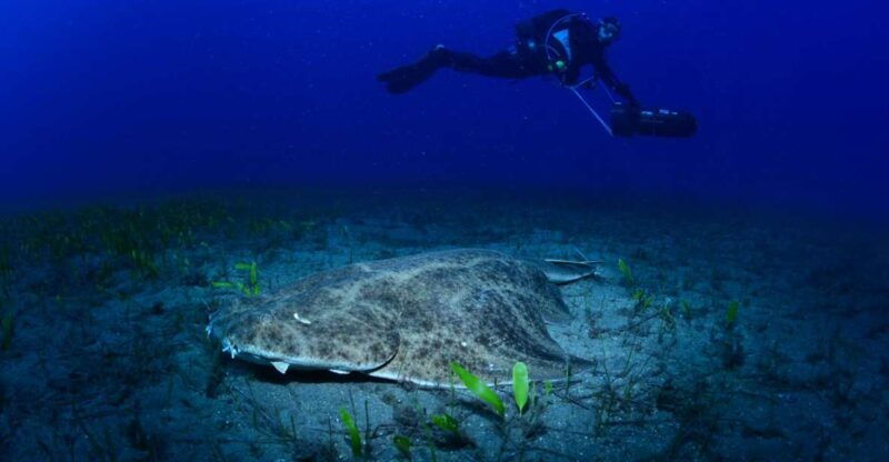 tenerife-diving-w-underwater-scooter-dpv