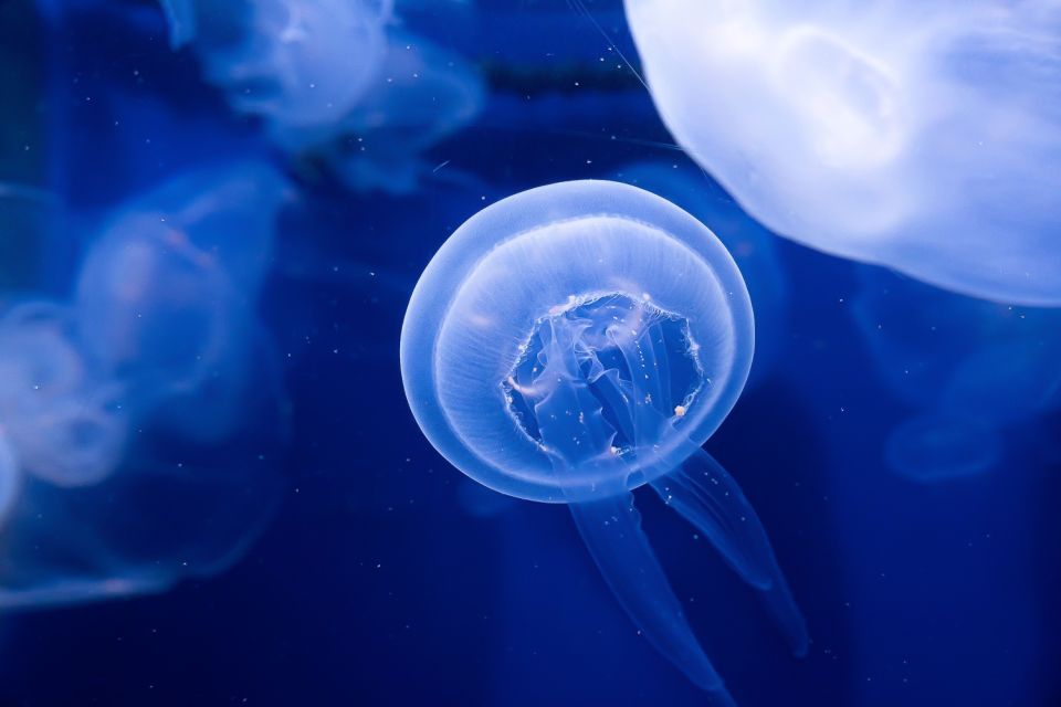 the-florida-aquarium-ticket