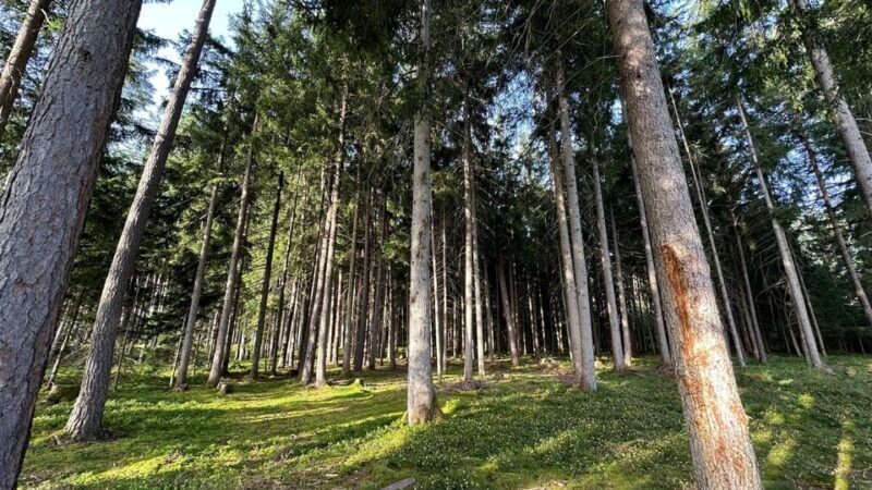 the-forest-as-an-escape-room-for-the-whole-family