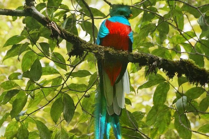 the-quetzal-birdwatching-tour-from-guatemala-city-guatemalas-national-bird