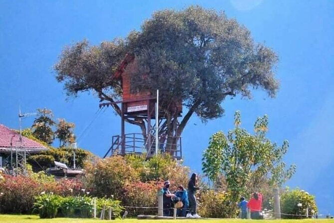 the-tree-house-tours-swing-at-the-end-of-the-world-viewpoint