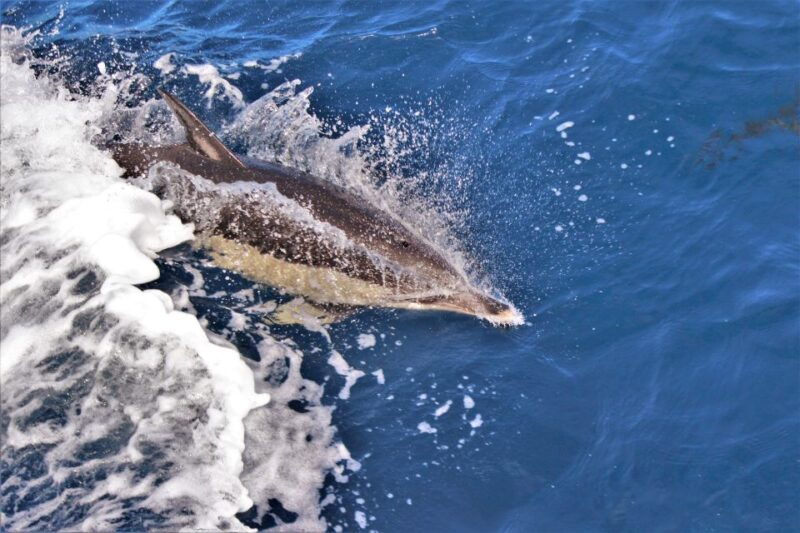third-boat-tour-and-swimming-with-dolphins