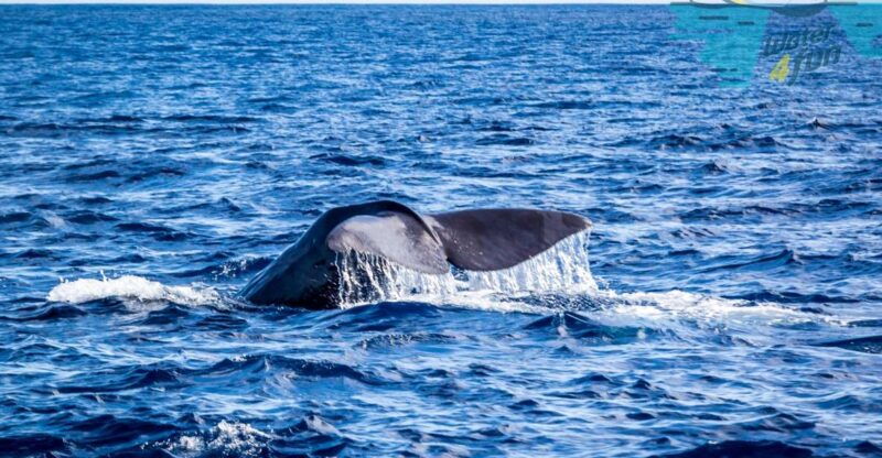 third-whale-and-dolphin-watching-in-a-zodiac-boat