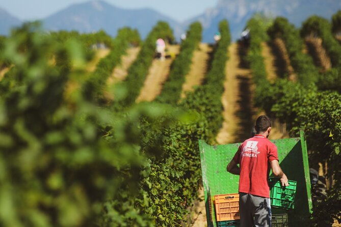 tirana-lundra-winery-guided-tour-with-wine-tasting