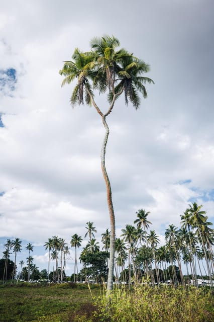 tongatapu-island-tour-takeaway-tonga-and-you