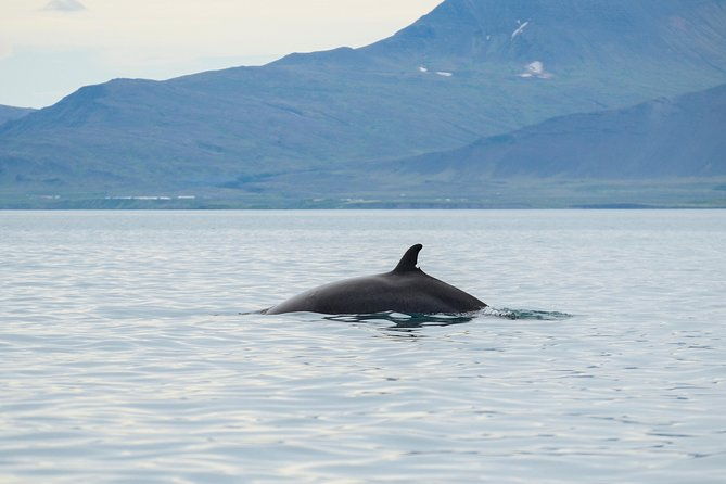 top-rated-snorkeling-in-silfra-whale-watching-self-drive-from-reykjavik
