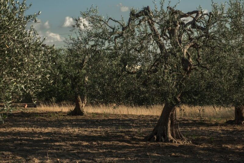 tour-among-the-temples-of-oil-and-the-patriarch-olive-trees