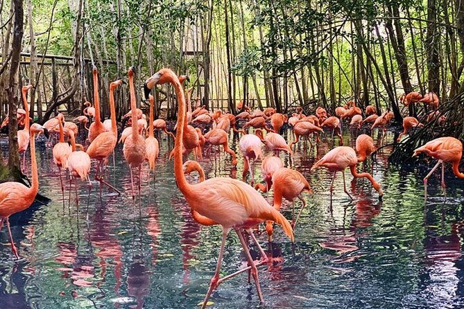 transportation-to-the-national-aviary-of-colombia