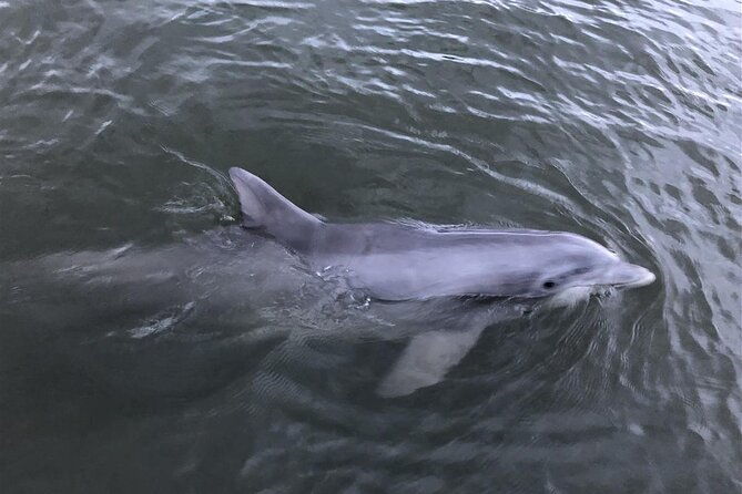 tubing-and-dolphins-up-to-6-guests