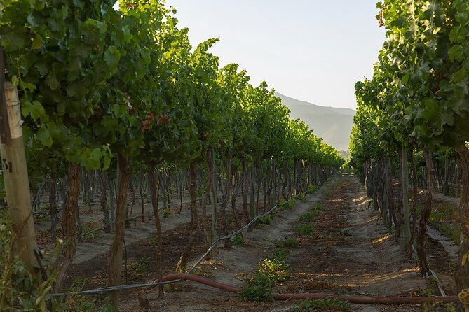 valparaiso-wine-tour-to-casablanca