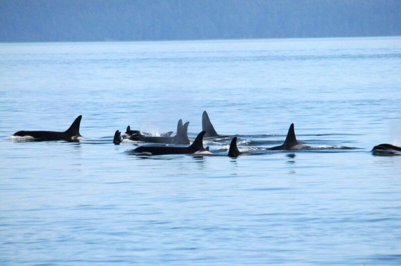 vancouver-covered-whale-watching-adventure-with-free-photos