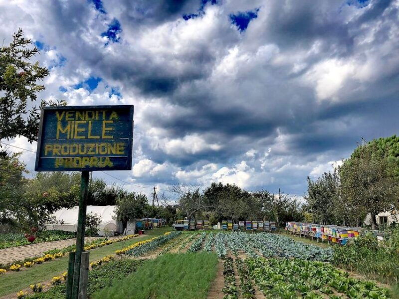 venice-bike-tour-honey-artichockes-on-santerasmo-island