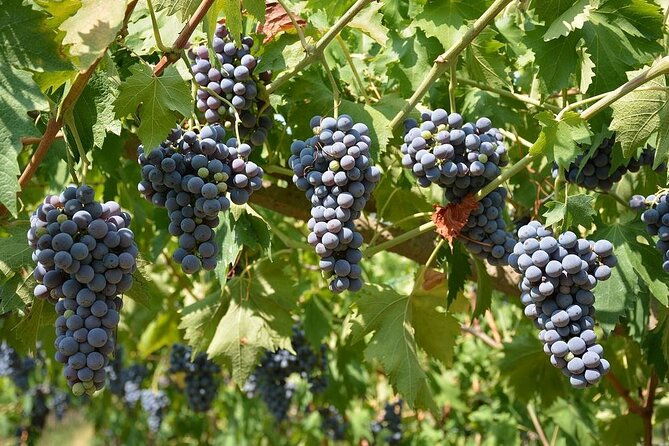 verona-and-amarone