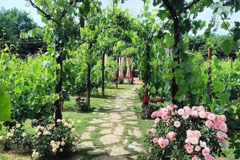 vineyard-walk-lunch-or-dinner-with-wine-tasting