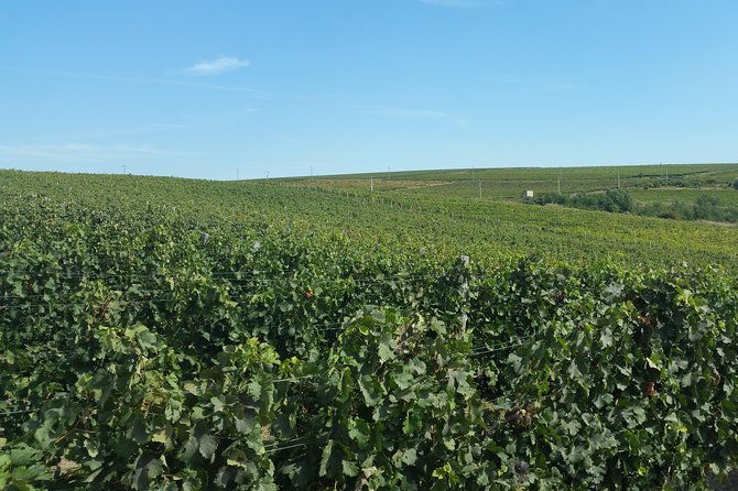 vineyards-and-wine-tasting-experience